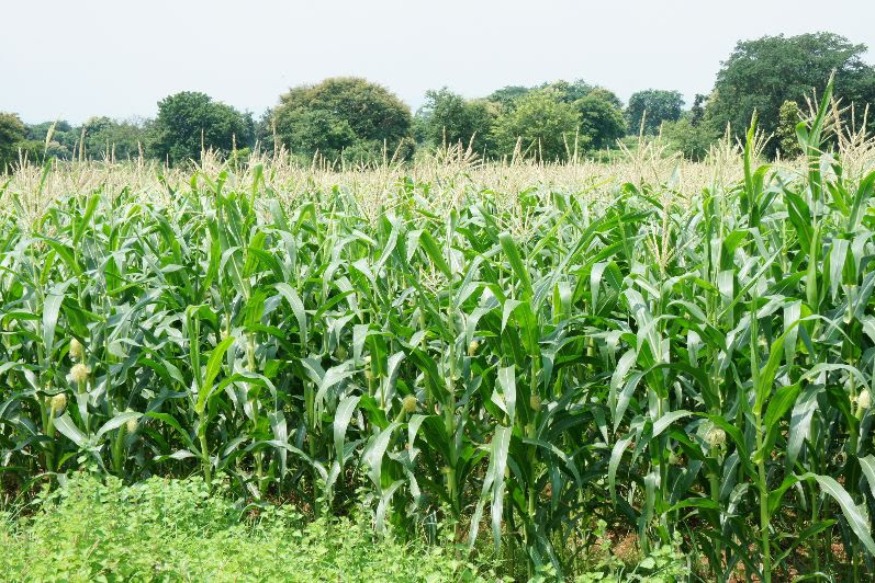 AFRIQUE2050 : Le commerce du maïs en Afrique subsaharienne et ses déséquilibres