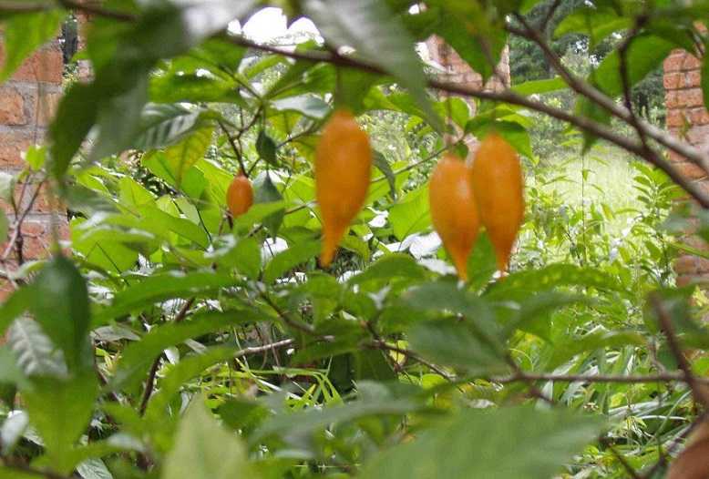 IBONGO-RTTA.jpg (49 KB)