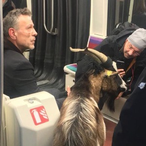 Insolite un homme a volé une chèvre