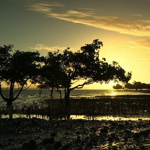 Afrique : Cette startup utilise le géo-tagging et la blockchain pour lutter contre la déforestation en Afrique