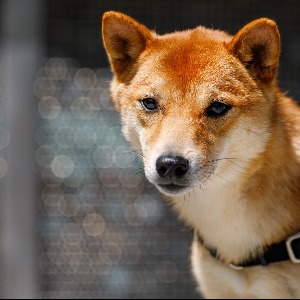 TRAVAILLER CHEZ AMAZON : Combien Amazon aime-t-il les chiens?