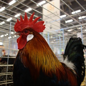 Modèles économiques de l’agriculture française : les gagnants et les perdants