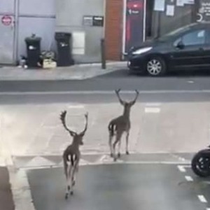 INSOLITE : Deux daims profitent de la quarantaine pour se balader dans les rues dans le Val de Marne (Vidéo)