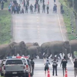 INSOLITE : Des passants vivent un moment inoubliable quand un troupeau de plus de 50 éléphants traverse la route
