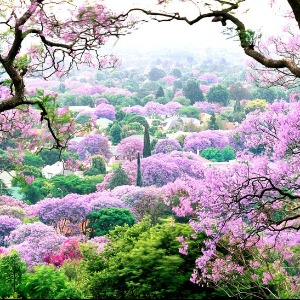 VOYAGE : 23 photos de fleurs de printemps du monde entier