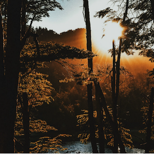 ECOLOGIE : Les campagnes de reforestation sont-elles un nouveau greenwashing ?