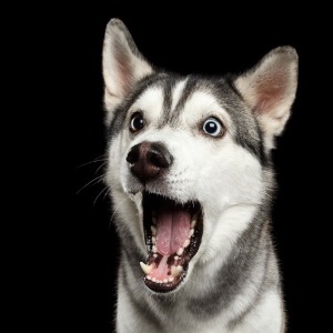 AFRIQUE 2050 Gabon : la dépénalisation de l’homosexualité que vise-t-elle ?