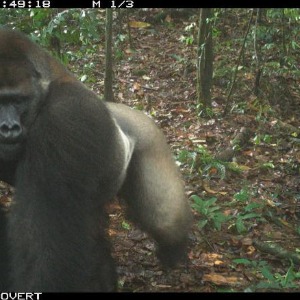 AFRIQUE 2050 : La société secrète des gorilles repérée au Nigéria