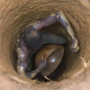 AFRIQUE 2050 :  Afrique économie  Le boom de l'or en Afrique de l'Ouest