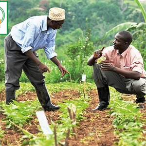 AFRIQUE 2050 ECONOMIE : Entrepreneuriat agricole en Afrique : une niche de création d’emplois mal exploitée