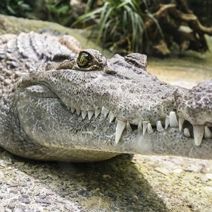 AFRIQUE 2050 : Des crocodiles en vadrouille sèment la terreur au nord du Cameroun