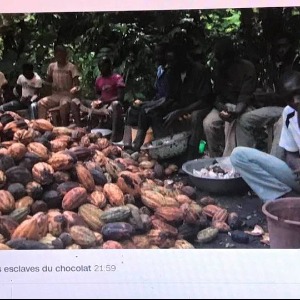 AFRIQUE 2050  : Le travail des enfants, un obstacle majeur dans l'industrie du cacao