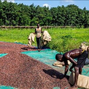 AFRIQUE2050 : Les principaux producteurs africains intensifient la querelle du cacao