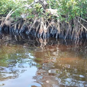 AFRIQUE2050 : LA SOCIÉTÉ "PERENCO"  POLLUE GRAVEMENT MANGROVES DU GABON