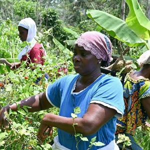 AFRIQUE2050 : Les femmes ivoiriennes optent pour le bio pour préserver leur rendement