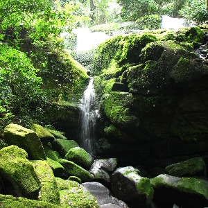 AFRIQUE2050 : Le parc national de l'Ivindo au Gabon est un temple de la biodiversité