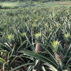 AFRIQUE2050 :  La culture de l'ananas stimule les exportations du Ghana