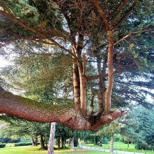 EDITORIAL PAR Félicité VINCENT : Un étranger avec de grands yeux, ne peut pas connaître les chemins secrets de la communauté