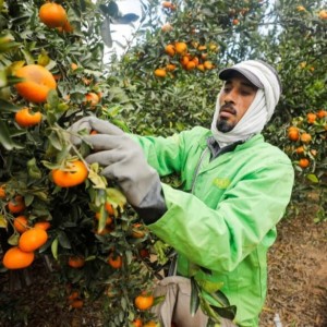 EGYPTE : Le battage médiatique entourant le sommet sur le climat COP27 attire davantage d'investisseurs en Égypte