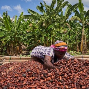 Affaires et économie : Créer un marché commun pour les producteurs de cacao d'Afrique