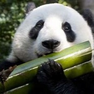 La Zambie est-elle prise au piège de la dette chinoise ?