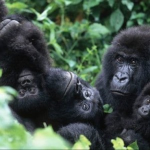 RWANDA : Les gorilles des montagnes du Rwanda se rétablissent remarquablement après avoir été menacés par l'homme