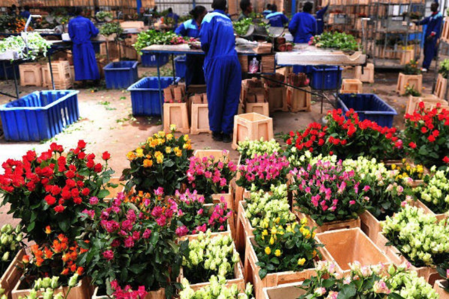 Un problème dans Epineux industrie Fleur du Kenya