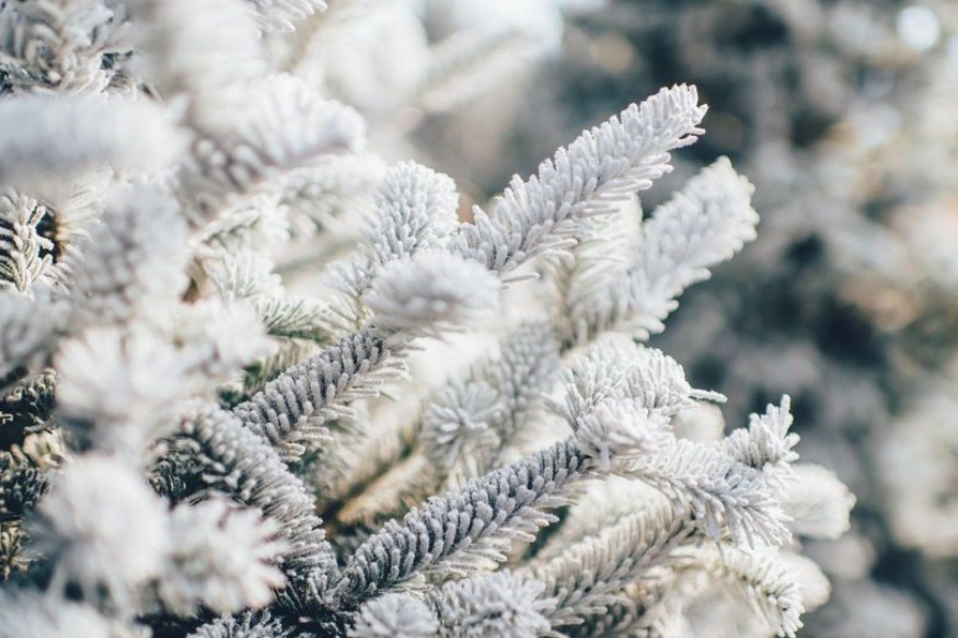 Maghreb : Plusieurs régions d’Algérie recouvertes de neige - images