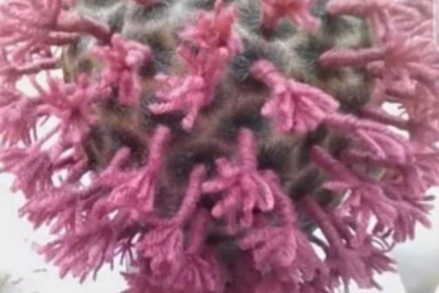 AFRIQUE : Côte d’Ivoire, une coiffure et un pagne symbolisant le Covid-19 enflent la toile