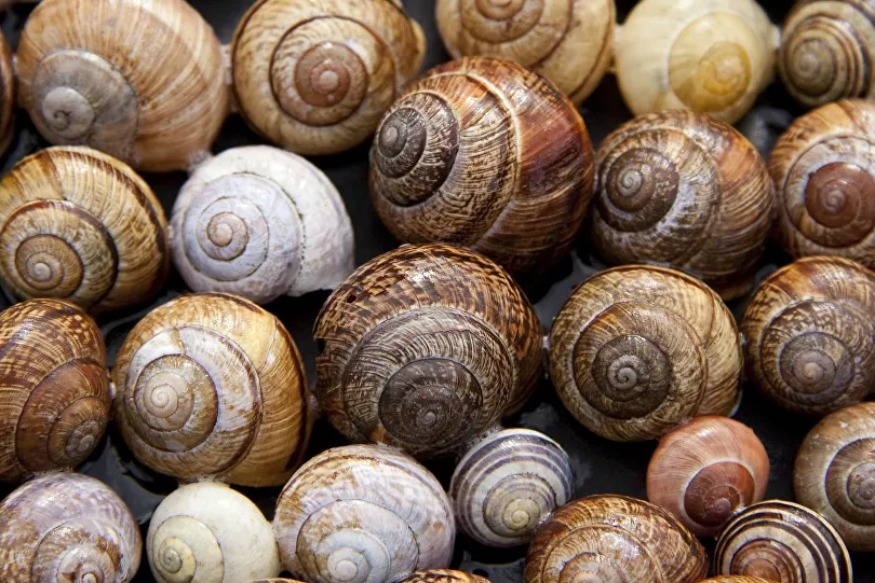AFRIQUE 2050 :  Les escargots, des mollusques qui font craquer les Camerounais