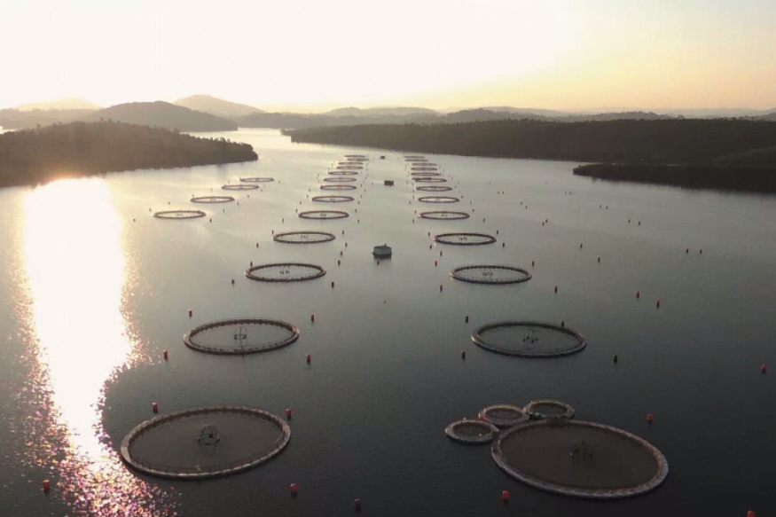 AFRIQUE 2050 :  Première installation d'esturgeons produisant du caviar en Afrique