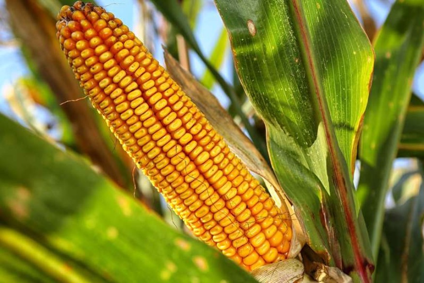 AFRIQUE 2050  Production du maïs en Afrique : 23 millions de tonnes de déficit par an