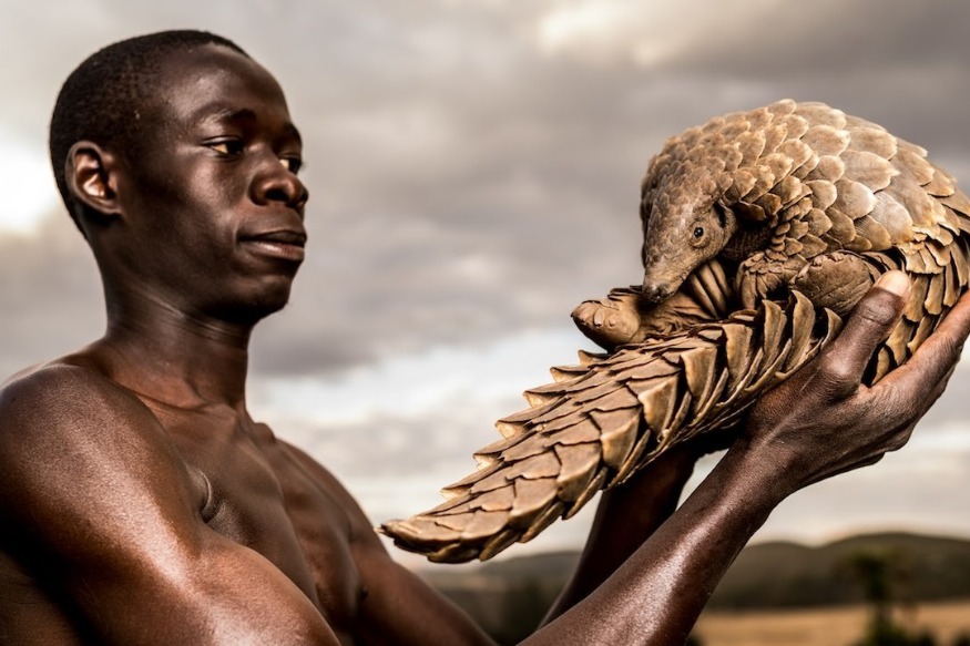 Environnement : Sauvez les pangolins