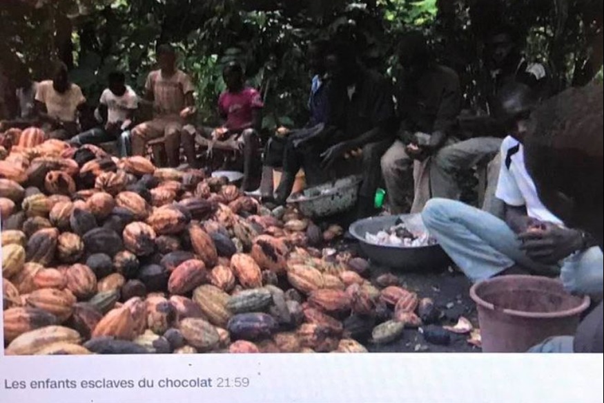 AFRIQUE 2050  : Le travail des enfants, un obstacle majeur dans l'industrie du cacao