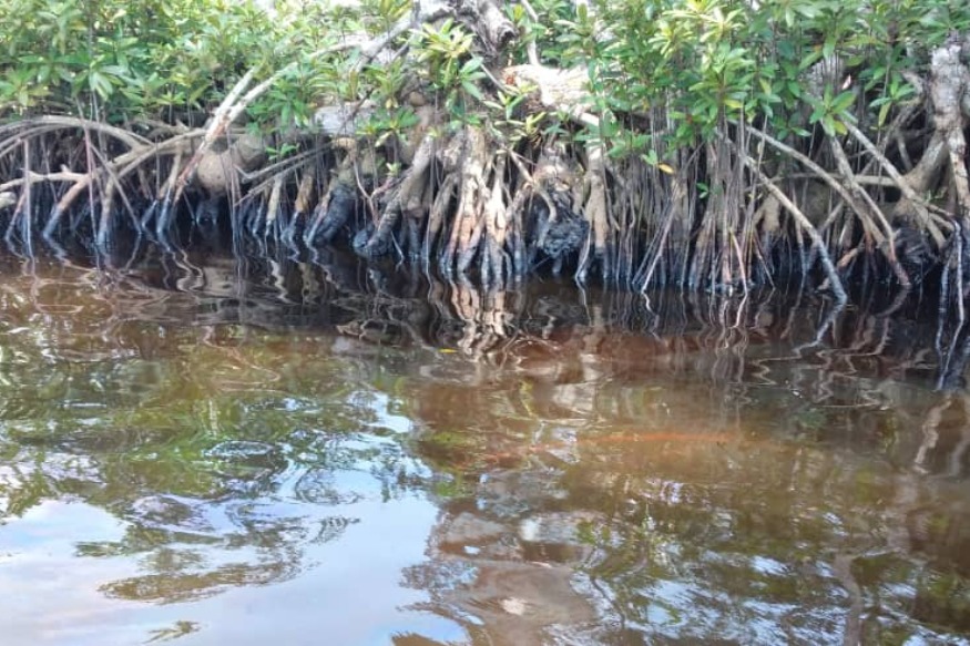 AFRIQUE2050 : LA SOCIÉTÉ "PERENCO"  POLLUE GRAVEMENT MANGROVES DU GABON
