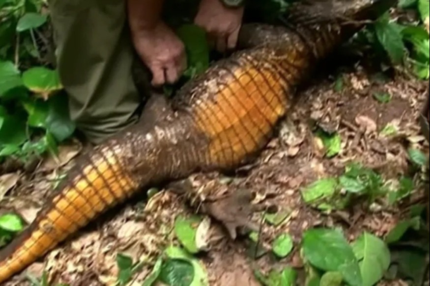 AFRIQUE2050 Gabon : à la recherche les traces du crocodile orange 