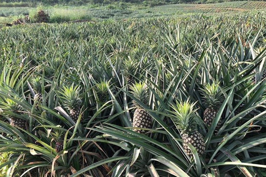 AFRIQUE2050 :  La culture de l'ananas stimule les exportations du Ghana