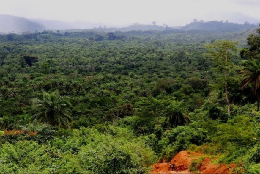 Les Émirats arabes unis deviennent le leader des crédits carbone en Afrique avec une promesse de 450 millions de dollars lors du Sommet africain sur le climat