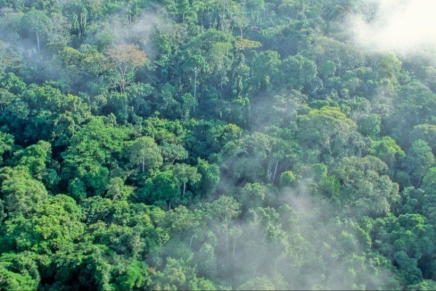 Le Gabon verse la première tranche de l’argent du Fonds de conservation