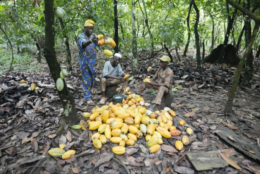 Les producteurs de cacao du Nigeria s'installent dans les zones protégées d'une réserve forestière